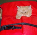 Cat in a lifejacket