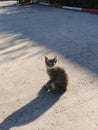 Cat in light brown color. The cat`s face faces the screen and sits on the floor.