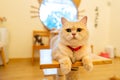 Cat with light brown color and look soft fur lie down on table and look at camera with relax position in front of glass window in Royalty Free Stock Photo