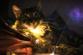 Cat ligths cute