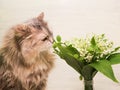 Cat and lily of the valley