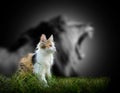 Cat with lion shadow Royalty Free Stock Photo