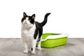 Cat litter box and black and white cat isolated on white background.