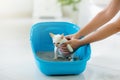 Cat in litter box. Kitten in toilet. Home pet care Royalty Free Stock Photo