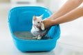 Cat in litter box. Kitten in toilet. Home pet care Royalty Free Stock Photo