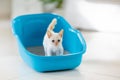 Cat in litter box. Kitten in toilet. Home pet care Royalty Free Stock Photo