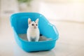 Cat in litter box. Kitten in toilet. Home pet care Royalty Free Stock Photo