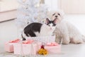 Cat and little dog sitting together near Christmas tree Royalty Free Stock Photo