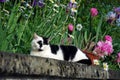 Cat liying on a low wall Royalty Free Stock Photo