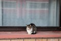Cat loafing, on the loaf position, standing on a window, outside. It\'s stray white and tabby bicolor cat, sleeping, happy Royalty Free Stock Photo