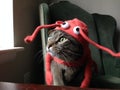 Cat in a Lobster Suit