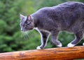 Cat on log rail