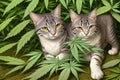 Cat logo Marijuana leaves, cannabis on a dark background, indoor cultivation