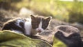 Cat lonely sweet animal pet Royalty Free Stock Photo