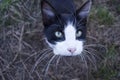 Cat With Long Whiskers