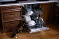 Cat look at open dishwasher with clean dishes in wooden surface kitchen. Pets and home Royalty Free Stock Photo