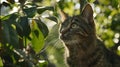 The cat looked up at the forest and the trees