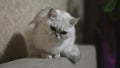 A cat is looking around. Breed of cat British chinchilla, silver color N11. A cat sitting on the back of the sofa