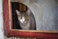 Cat looking from broken window Royalty Free Stock Photo