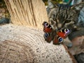 A cat looking at a butterfly sitting on a tree stump Royalty Free Stock Photo