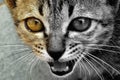 Cat looking camera for double color exposure Royalty Free Stock Photo