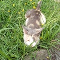 A cat looking comfort sleeping on the grass Royalty Free Stock Photo