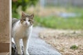 Cat looking with curiosity