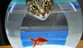 Cat looking curiously at a fish that is inside a round fish tank. Royalty Free Stock Photo