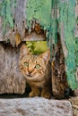 Cat looking curiously out of a damaged wooden door Royalty Free Stock Photo