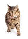 Cat Looking Down Tongue Out Royalty Free Stock Photo