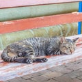 Cat looking and dozy. Royalty Free Stock Photo