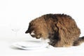 Cat looking at Empty Plate