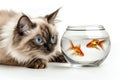 cat looking fish, AI generated Royalty Free Stock Photo