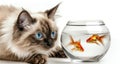 cat looking fish, AI generated Royalty Free Stock Photo