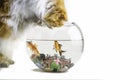 cat looking at fish bowl Royalty Free Stock Photo