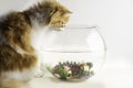 cat looking at fish bowl Royalty Free Stock Photo