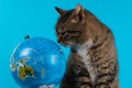 Cat looking at globe. beautiful cat on a blue background