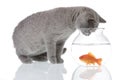 Cat looking at a goldfish