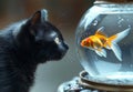 Cat is looking at goldfish in bowl. A black cat staring at goldfish in fish bowl Royalty Free Stock Photo