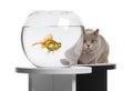 Cat looking at a goldfish Royalty Free Stock Photo
