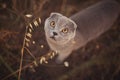 Cat looking, gray scottish lop eared predator with beautiful yellow orange eyes. Royalty Free Stock Photo