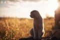 Cat looking, gray scottish lop eared predator with beautiful yellow orange eyes. british shorthair cat outdoor walking in harness Royalty Free Stock Photo