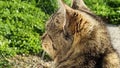 Cat looking in green grass