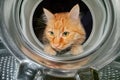 Cat is looking inside a washing machine Royalty Free Stock Photo