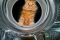 Cat is looking inside a washing machine Royalty Free Stock Photo
