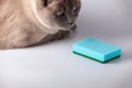 Cat looking at kitchen sponge. Blue Dish washing sponge. Royalty Free Stock Photo