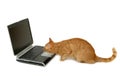 Cat is looking at laptop Royalty Free Stock Photo