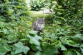 cat looking at lush foliage in green garden Royalty Free Stock Photo