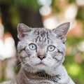 Cat looking in nature green bokeh background