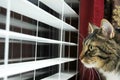 Cat Looking out window Royalty Free Stock Photo